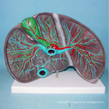 Human Liver Anatomy Medical Teaching Model (R100105)